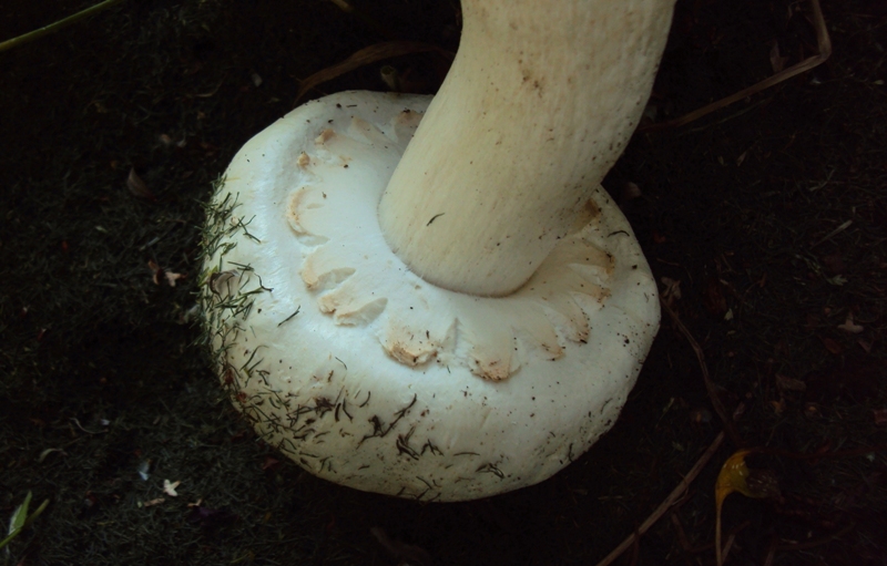 Agaricus forse essettei